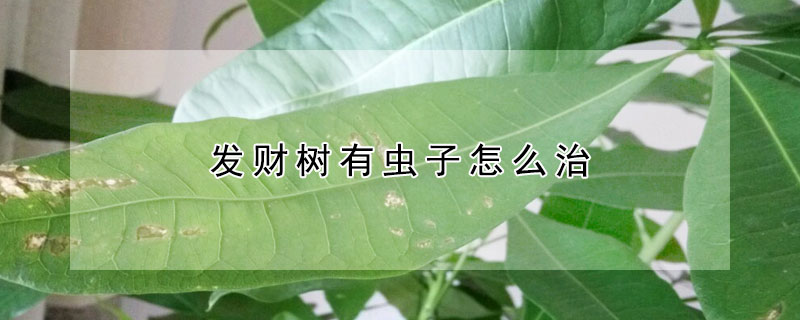 发财树有虫子怎么治