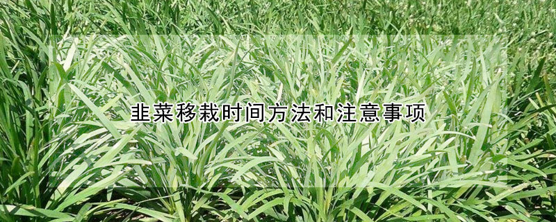 韭菜移栽时间方法和注意事项