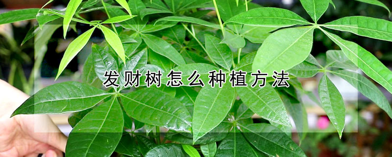 发财树怎么种植方法