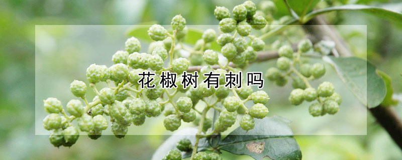 花椒树有刺吗