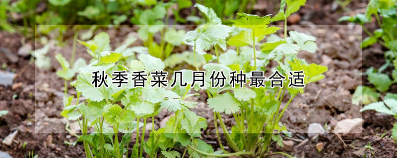 秋季香菜几月份种最合适