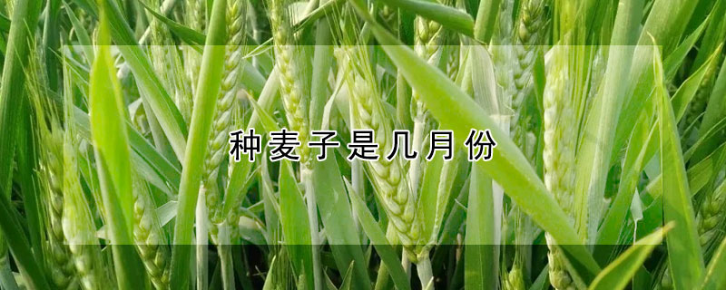 种麦子是几月份