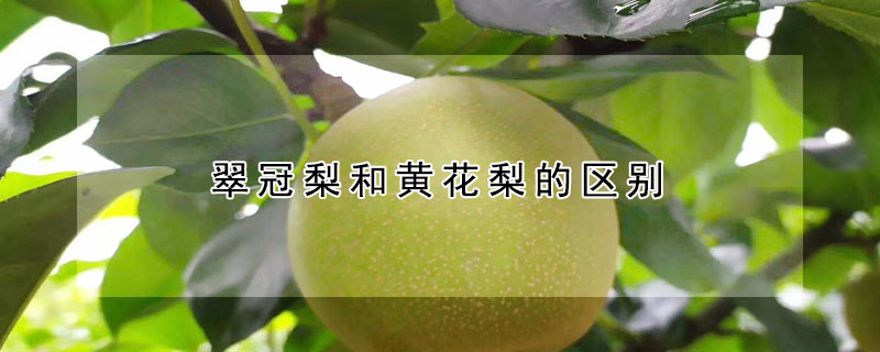 翠冠梨和黄花梨的区别