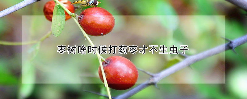 枣树啥时候打药枣才不生虫子