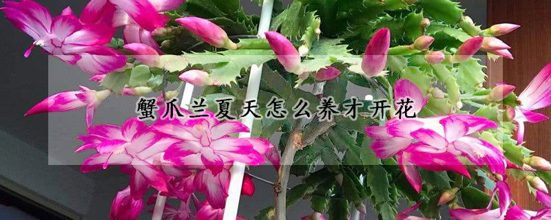 蟹爪兰夏天怎么养才开花