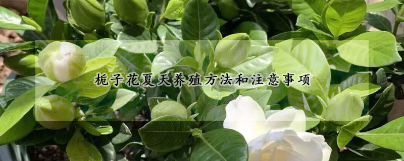 栀子花夏天养殖方法和注意事项