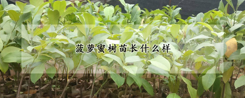 菠萝蜜树苗长什么样