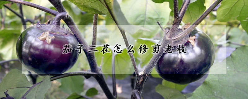 茄子二茬怎么修剪老枝