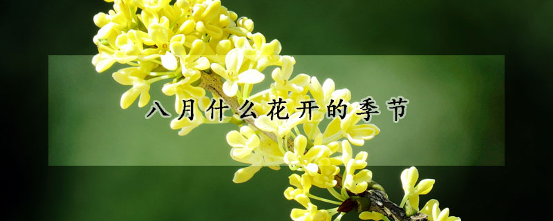 八月什么花开的季节