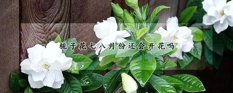 栀子花七八月份还会开花吗