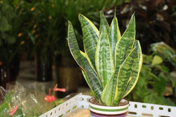 除甲醛最有效方法植物 什么植物除甲醛快