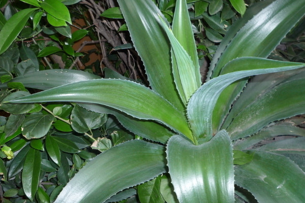 哪些植物除甲醛最好 除甲醛植物排行榜