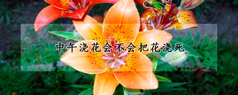 中午浇花会不会把花浇死