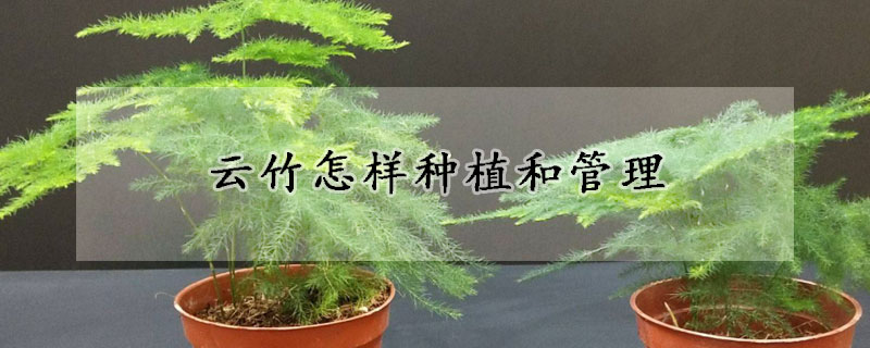 云竹怎样种植和管理