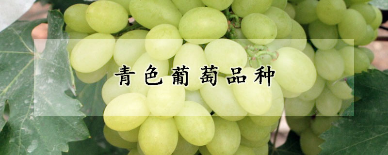 青色葡萄品种