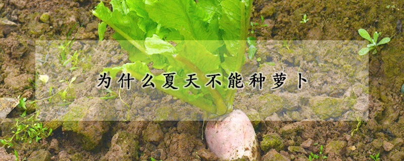 为什么夏天不能种萝卜
