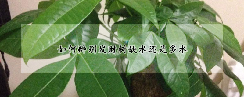 如何辨别发财树缺水还是多水