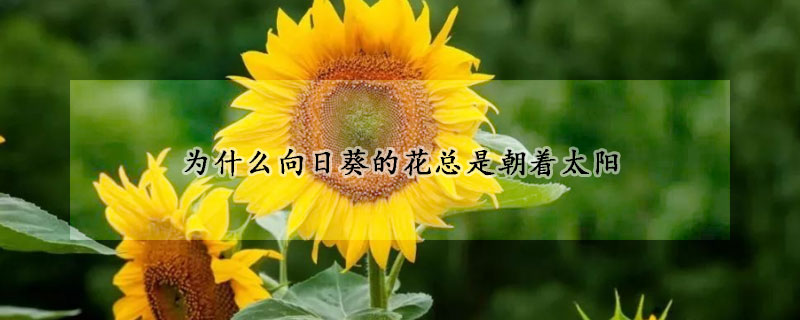 为什么向日葵的花总是朝着太阳