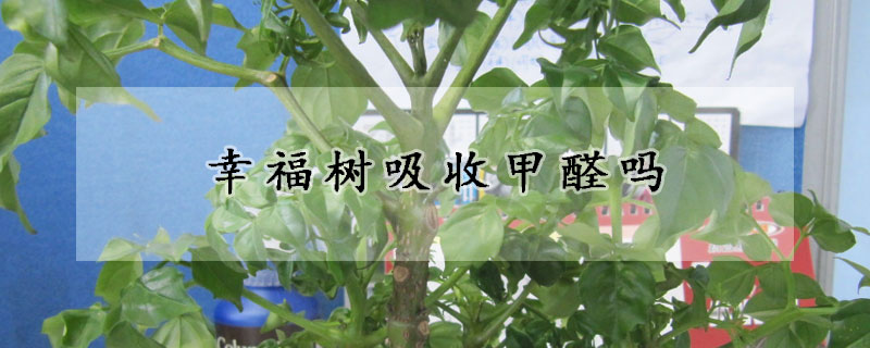 幸福树吸收甲醛吗