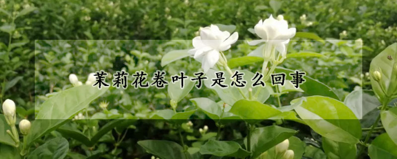 茉莉花卷叶子是怎么回事