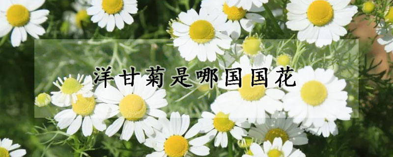 洋甘菊是哪国国花