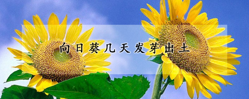 向日葵几天发芽出土