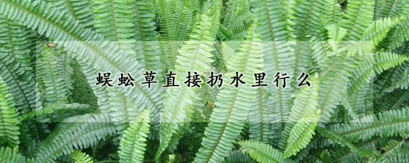 蜈蚣草直接扔水里行么