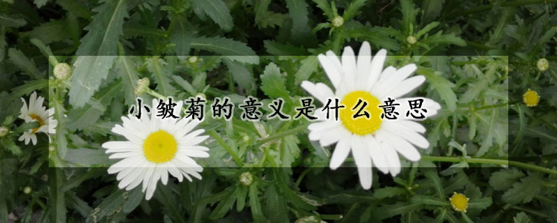 小皱菊的意义是什么意思