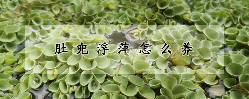 肚兜浮萍怎么养