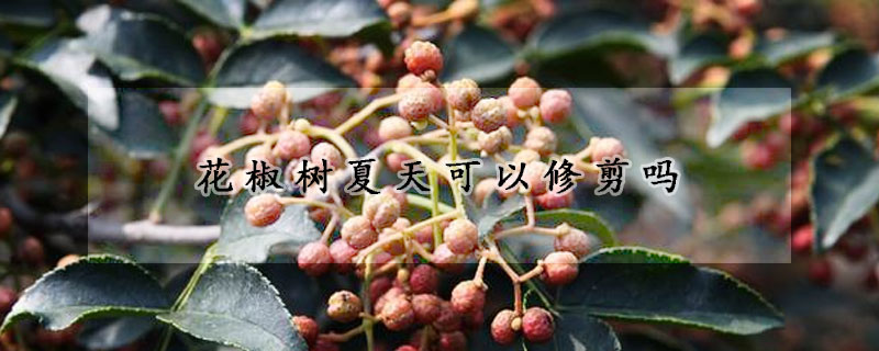 花椒树夏天可以修剪吗