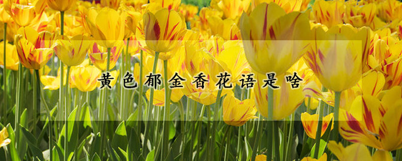 黄色郁金香花语是啥