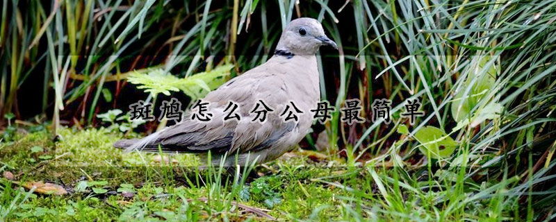 斑鸠怎么分公母最简单