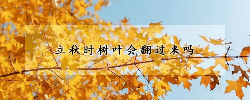 立秋时树叶会翻过来吗