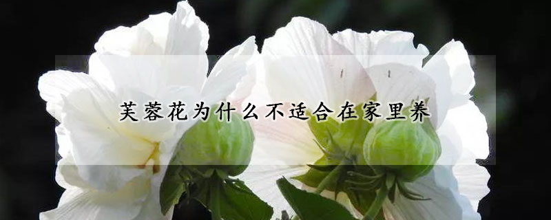 芙蓉花为什么不适合在家里养