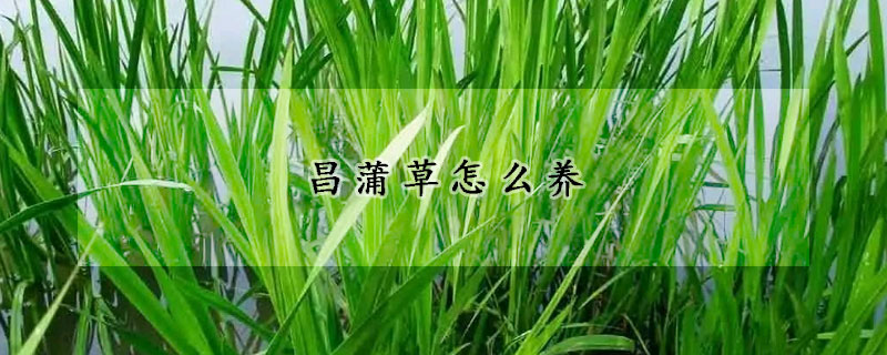 昌蒲草怎么养