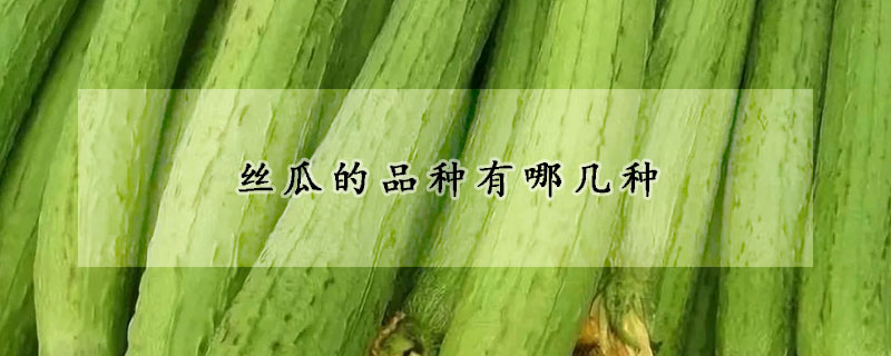丝瓜的品种有哪几种