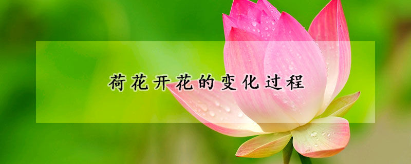 荷花开花的变化过程