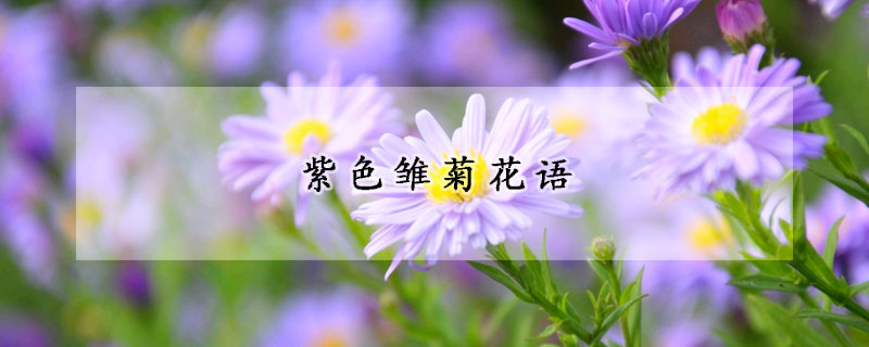 紫色雏菊花语