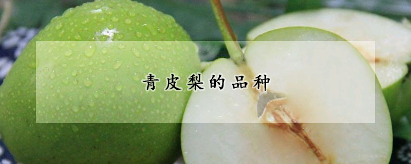 青皮梨的品种