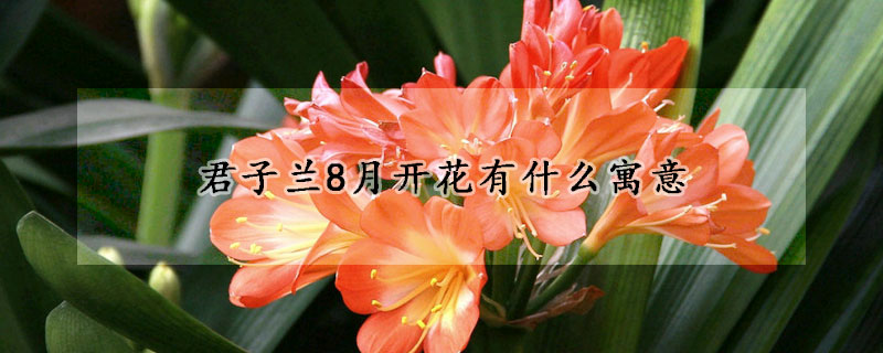 君子兰8月开花有什么寓意