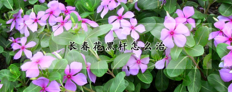 长春花黑杆怎么治