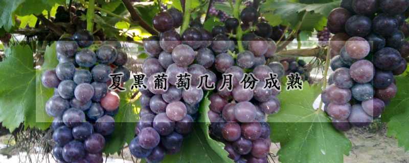 夏黑葡萄几月份成熟