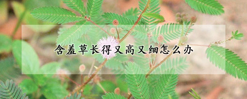 含羞草长得又高又细怎么办