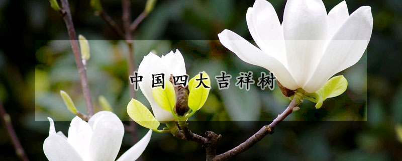 中国四大吉祥树
