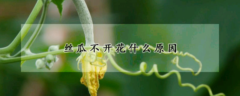 丝瓜不开花什么原因