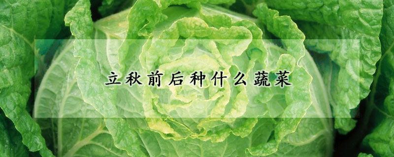 立秋前后种什么蔬菜