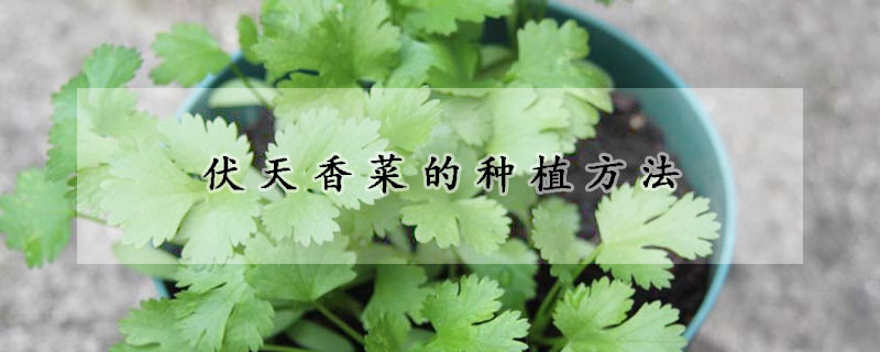 伏天香菜的种植方法