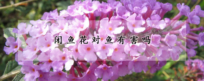 闭鱼花对鱼有害吗