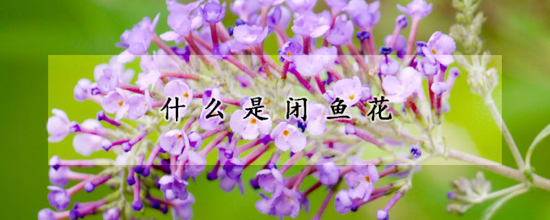 什么是闭鱼花