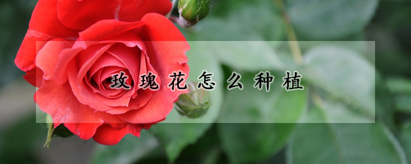 玫瑰花怎么种植